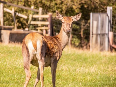 Red Deer 1