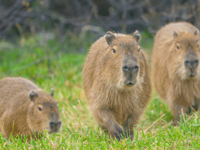 Capybara No Fence