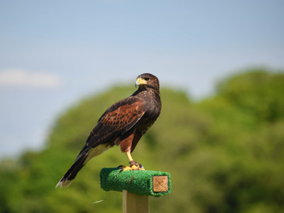 Harris Hawk 1