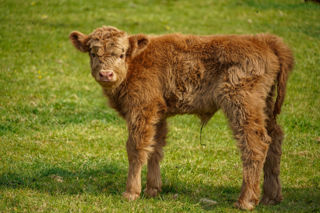 Highlandcalfmay2025 (1 Of 10)