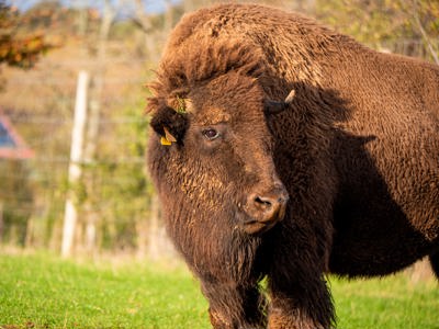 Bison