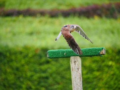 Kestrel