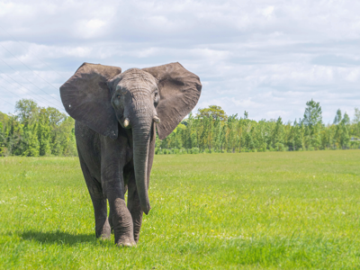 Sutton African Elephant