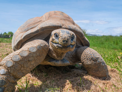 Giant Tortoise Encounter 4