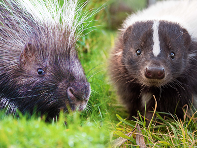 Porcupine & Skunk Encounter 6