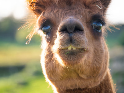 Alpaca