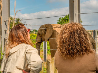 Summersetsafaripromotionelephant (1 Of 1)