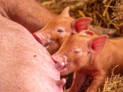 Tamworth Piglets