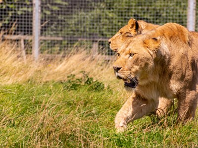 African Lion