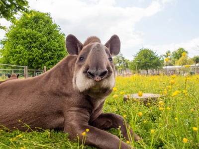 Brazilian Tapir 3