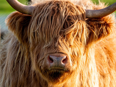 Highland Cow