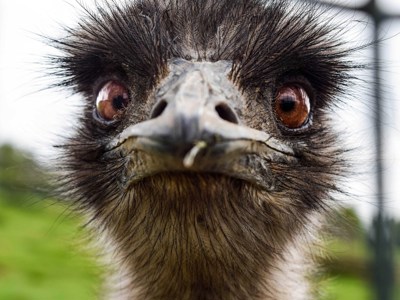 Emu 1