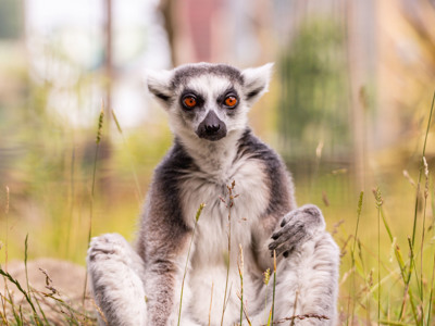 Ring-tailed lemur 1