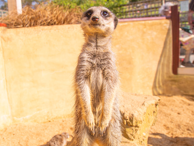 Meerkat 2