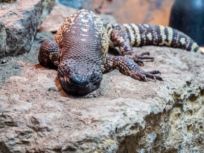 Bearded Lizard