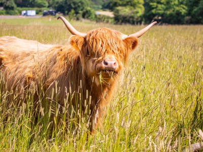 Highland Cow - Agnes 1