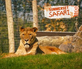 Summerset Safari