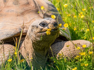 Giant Tortoise Encounter 3