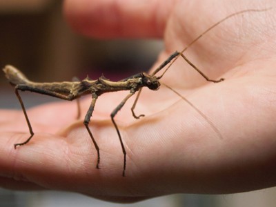 Stick Insect Held