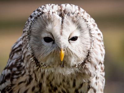 Ural Owl 1