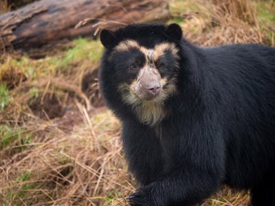 Andean Bear 2
