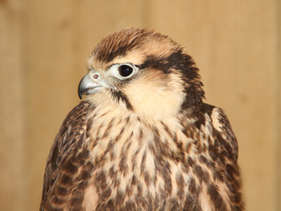 Lanner Falcon 1