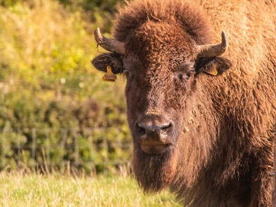 American Bison 1