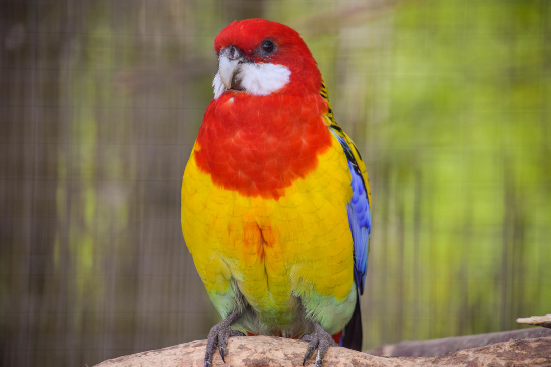 Rosella parrot outlet