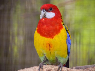 Rosella Parakeet 1