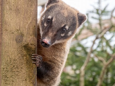 Coati