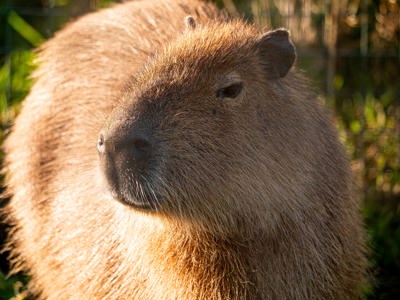 Capybara (2)