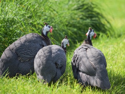 Guinea Fowl 1