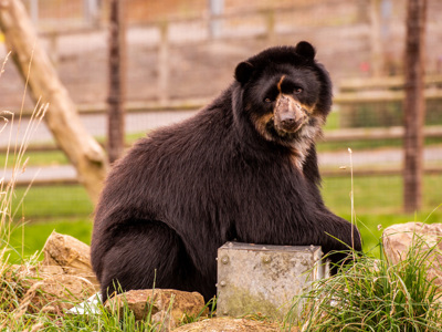 Spectacled Bear 1