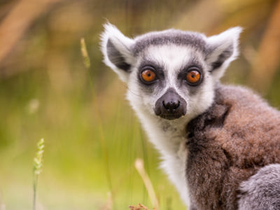 Ring Tailed Lemur