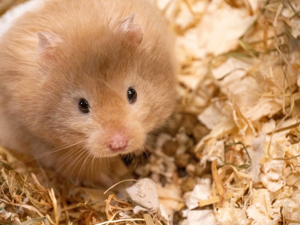 The hot sale syrian hamster