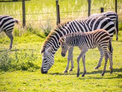 Grant's Zebra 1