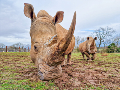 White Rhino 2