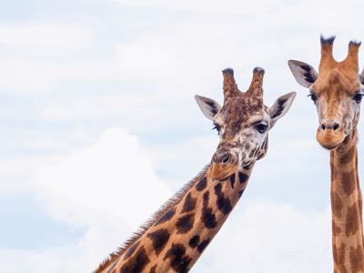 Giraffe & Rhino Encounter  4