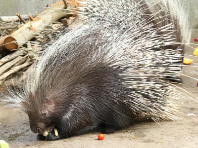 Porcupine