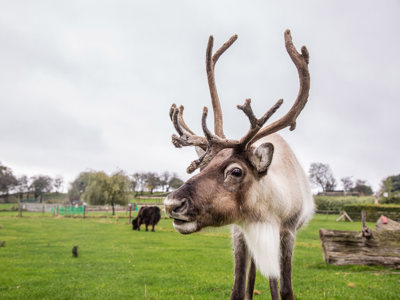 Reindeer