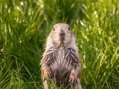 Prairie Dog 1