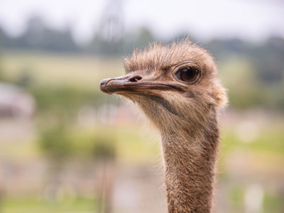 Ostrich 1