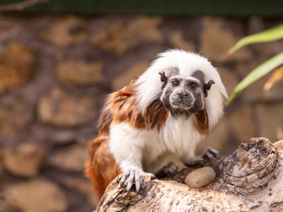 Tamarin