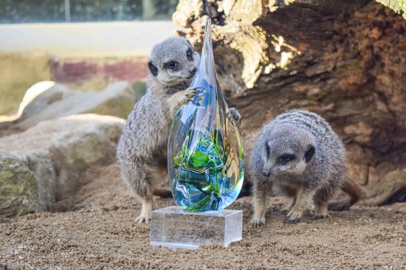 Awardmeerkat