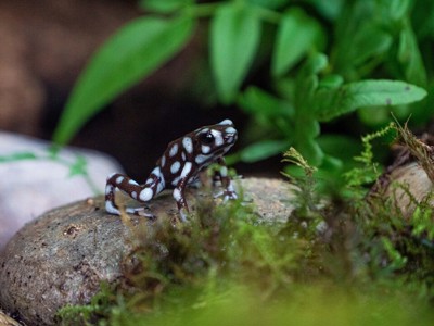 MARAÑÓN POISON DART FROG